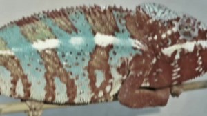 Just a few examples of the Stunning Ambilobe Panther Chameleon locale! 😎👌 | Panther Company