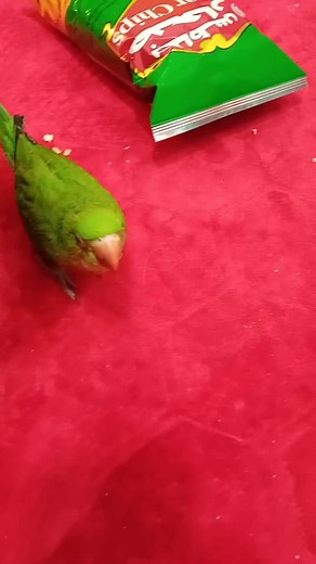 Slowly she talking namy love metho.. #everyoneシ゚ #highlightseveryonefollowers2025 #viralphoto #dreamhouse #businessgoal | Racelyn Espinola Cambronero