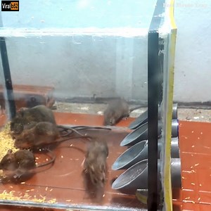 231K views | Best Mouse Trap/How to make a Mouse Trap homemade/Automatic saving a lot of Rat/Electric Trap Credit: Best Mouse Trap - youtu. be/YXIJ86Yqp9A | Origin Data Recovery | Facebook