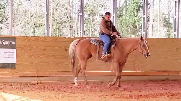 26K views · 777 reactions | A horse that has been a couch potato will act like a couch potato. Now I have to work through that behavior. | Tim Anderson Horse Training | Facebook