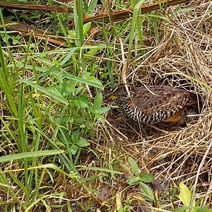 Buttonquail birds Heavy rains submerge her nest | Natural Bird Check