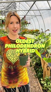 🪴💚 Philodendron corsinianum is one of the oldest known Philodendron hybrids, originating around 1888 in Italy! This plant was created by crossing Philodendron pinnatifidum with Philodendron verrucosum. The underside of the leaves have the typical red trait from Philodendron verrucosum. As this plant matures, the leaves will grow incredibly large. This is definitely a plant to add to your collection! Philodendron corsinianum is rarely offered so grab one before they’re gone! Philodendron corsin