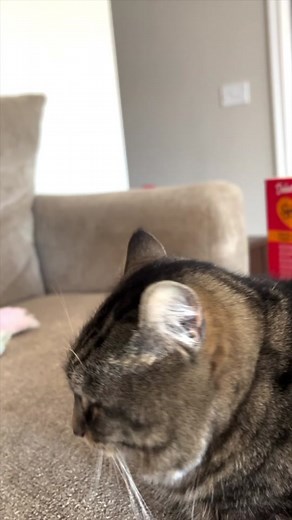 #ad When Pixel wants attention and treats- she knows how to get it! We love getting our Delectables delivered directly to our door from amazon! #LinkInBio #delickabledelectables #positivelypixel #pixeltheblindcat