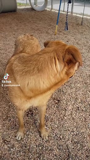 2.8K views · 125 reactions | Meet sweet Sonya❤️ | Paws Place Dog Rescue | Facebook