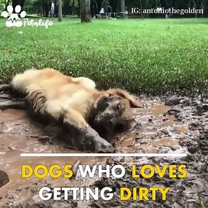 1K views · 11 shares | Dogs who love getting dirty | Petnlife | Facebook