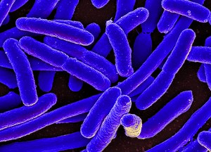 Movement of Gut Microbes Influences Circadian Rhythm of Host | Microbiology