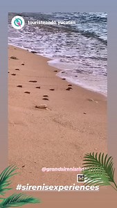 21 reactions | Grand Sirenis Riviera Maya Resort & Spa on Reels | Facebook