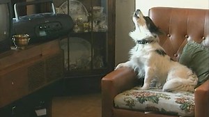 Opera Singing Dog