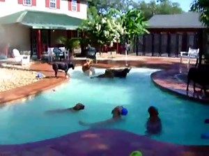 YouTube - Dogs Swim in Bone-Shaped Pool