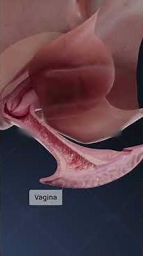 Vaginal Rejuvenation Surgery | Female Intimate Surgery Explained | Benefits, Procedure & Recovery