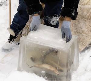 Cooler Than a Cooler: Outdoor Ice Fridge You Can Build | Green Bean