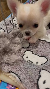 🩵 Sweet boy Knox 🩵 #sweetboy #lovehim #beautiful #handsomeboy | Primrose Chihuahuas