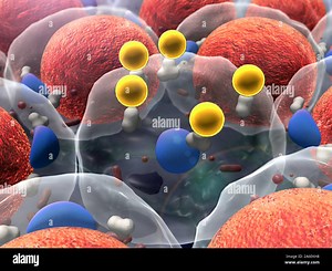 field of fat cells, High quality 3d render of fat cells, field of cells, Cell division, Microscopic image of cells, 3d rendering, Cells, Medical video Stock Photo - Alamy