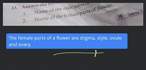 Name all the male part 2. 2.me the female parts of flower.... | Filo