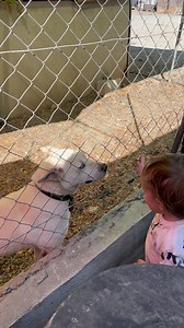 Taya's Dog Valley Rescue Center on Reels