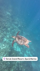 Amazing snorkeling off of Scrub Island! | Sailing Ironic