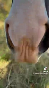 Our visit today with the horses Titus , River and Beau . Milo came too | Our Farmacy