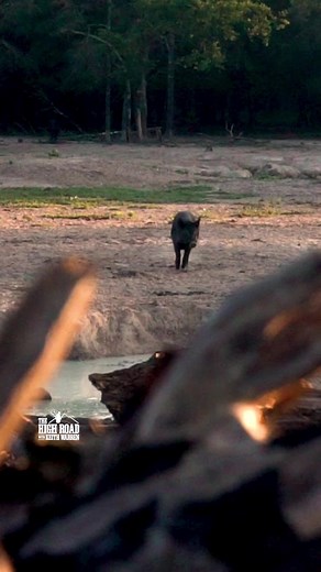 Perfect head shot on a FERAL pig! | Keith Warren