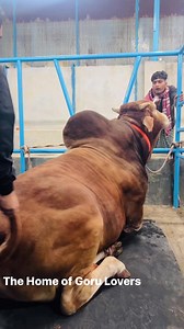37K views · 670 reactions | Gigantic Hasha Shahiwal Bull with Extreme Heavyweight | MashAllah | Boshir Agro | #Qurbani #KurbaniEid #DecoratedBull #brahman #longhorns #texasBrahman #paglagoru #borogoru #giantbull #gyrolando #sibbi #mandi #cholistanicow #cow #bulls #bigcow #buffalo #jafrabadiBuffalo #jafrabadi #piemonteseBull #Piemontese #redBrahmanBull #brahmanrojo #ThaiBrahman #Khillarbull #IndianBull #RomagnolaBull #BrangusBull #Braford #BrafordBull | The Home of Goru Lovers | Facebook