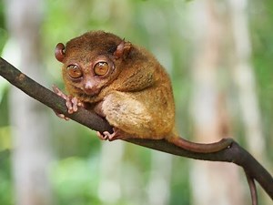Tarsiers push virtuoso singing to their physiological limits