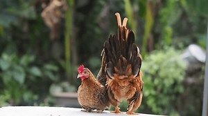 Many Breeds Bantam Chickens On Farm Stock Footage Video (100% Royalty-free) 3993962873 | Shutterstock