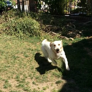 448K views · 11K reactions | Chica goes ZOOOOOM!! | Markiplier | Facebook