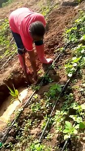 During dry seasons, coconut trees require ample watering, especially young trees. They may need 10-20 liters of water per week. * Ensure the soil is moist but not waterlogged, as excessive water can lead to root rot. * Consider using mulch to help retain soil moisture and reduce evaporation, especially in hot areas. * Regular Watering particularly during the first two years of growth. * Young trees may need 10-20 liters of water per week, while mature trees can require 50-80 liters per week. * U