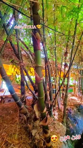 #شوارع_اللاذقية #trendingvideo #بحر #سما #سوريا