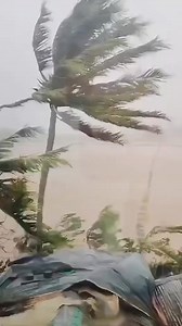 Heavy rain and strong winds brought by Typhoon Marce batter Gonzaga, Cagayan, on Thursday, November 7, 2024. As of 2 p.m., the area remains under Tropical Cyclone Wind Signal (TCWS) Number 4, according to Pagasa. 🎥Margarette Asuncion via PIA - Cagayan Valley | Emergency Response Department