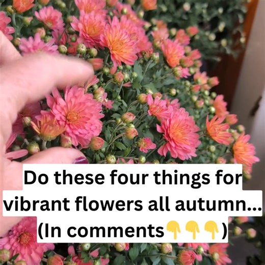 Everywhere you look, there are potted mums for sale. If you plan on grabbing a few this fall, you’ll want to get the most bang for your buck. You can keep your mums blooming and looking great until it’s time to replace them with poinsettias. Just follow these four tips for no-fuss, long-lasting flowers. | Homemade Home Ideas