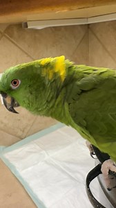 6.7K views · 404 reactions | Having a conversation with Piper Doodle | Tallgrass Parrot Sanctuary, Inc | Facebook