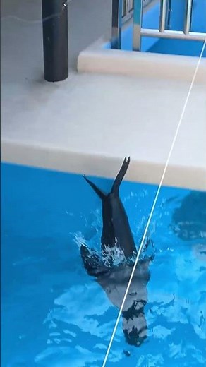 エサちょうだいアピールするアシカ