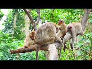 Brianna love family , They keep with huge member on tree, 01