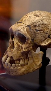 All archaic and anatomically modern humans are equal expressions of the human kind– fellow descendants of Adam created in the image of God. | Creation Museum