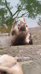 Wow wow mom Jullie try &try to drink milk 2 | Fresh Newborn Monkey