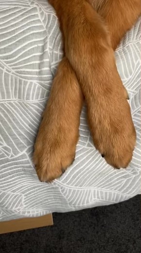 I’m stunning ✨ #imstunning #fyp #foryoupage #tik_tok #dogsofttiktok #germanshepherd | Penny.and.Vinny the GSDs