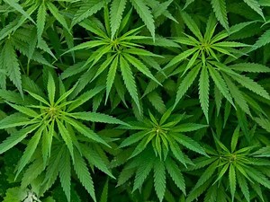 Canadian marijuana stocks regain momentum after Christmas