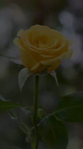 3.1K views · 179 reactions | Beautiful yellow  | Natural Beauty | Facebook