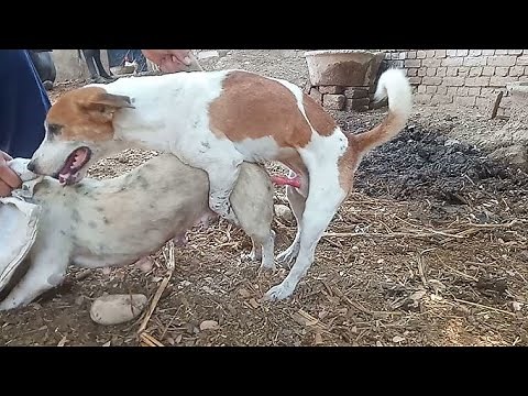 Two Dogs Sex Meating in First time
