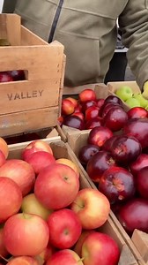 You know it's almost fall when the apples start rolling into market   Swing by FRESHFARM Downtown Silver Spring Market every Saturday from 9 a.m. – 1 p.m. After getting your fresh produce and goodies, pop into UNIQLO for all the fall fashion and grab some delicious bites at BIBIBOP Asian Grill or CAVA   ➡️ https://shorturl.at/elyB1 | Downtown Silver Spring | Facebook
