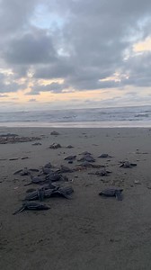 A batch of freshly hatched leatherback hatchlings making their way to the ocean is always a special sight! An average of 60-70 of these little guys can be in every leatherback nest. #funfactfriday #seaturtle #leatherback #hatchling #beach | SEE Turtles