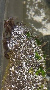 A question we often get is, “How do sea cucumbers move?” Sea cucumbers use the small tube feet on their underside to move slowly from one spot to another. This particular sea cucumber in our touch tank is using its tube feet to move while catching food particles with its mouth tentacles, as you’ll see at the end! #seacucumber #marinebiology #smithsonian | Smithsonian Marine Station and Ecosystems Exhibit