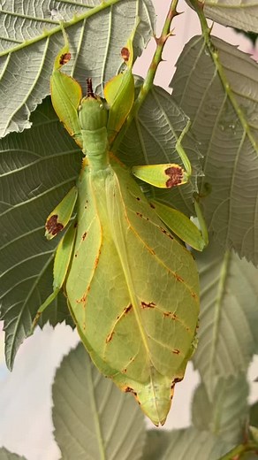 Phyllium elegans Nanga Nanga 🇵🇬🫅 (partenogenetic) | Phylliidae - Leaf insects