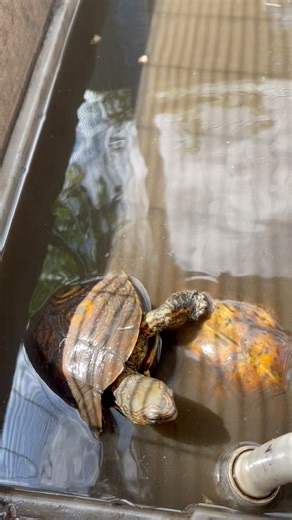 What’s your favorite type of turtle??? | Blake's Exotic Animal Ranch