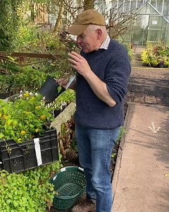 DAPHNE PINK ETERNAL FRAGRANCE Is a hardy evergreen shrub with a fantastic fragrance! Good in pots or beds WEBSHOP LINK IN BIO https://pergolanurseries.ecwid.com ALL IRELAND DELIVERY Pergola Nurseries Garden Corner Virginia Co Cavan A gardeners oasis of quality plants WEBSHOP PICKUP OR DELIVERY https://pergolanurseries.ecwid.com WALK IN VISITORS WEDNESDAY TO SUNDAY 2-6 #fragrantshrubs #daphneeternalfragrance #fragrantgarden | Pergola Nurseries Garden Corner