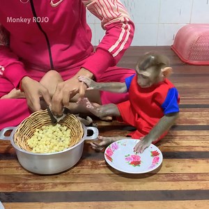 3.4K views · 182 reactions | Baby monkey ROJO eating hot corns with mom and very funny when he catch hot corns | Monkey ROJO | Facebook