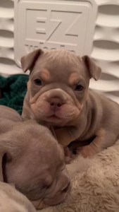 What would you call beautiful lilac tri micro bully puppy? 💜☔️ #puppy #dog #pet #animallover #puppies | Pride Bullies