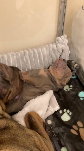 Shar Pei Puppies Home/Adoption Good parenting 🥰🥰🥰🐾🐾 | Shar Pei Puppies Home/Adoption