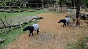 Une courte vidéo prise le 08 mai 2023, dans la plaine asiatique avec le couple de tapirs malais "Utari" " "Tioman". | Le ZooParc de Beauval vu par Didy