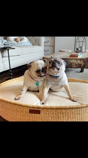 Meatball is now reunited with her sister, Mya. 🌈 My longest dog sitting client. I’ll miss your bossy barking and loud snoring! Such a good, sweet girl… RIP😞 #rainbowbridge #gooddog | PawsofOz